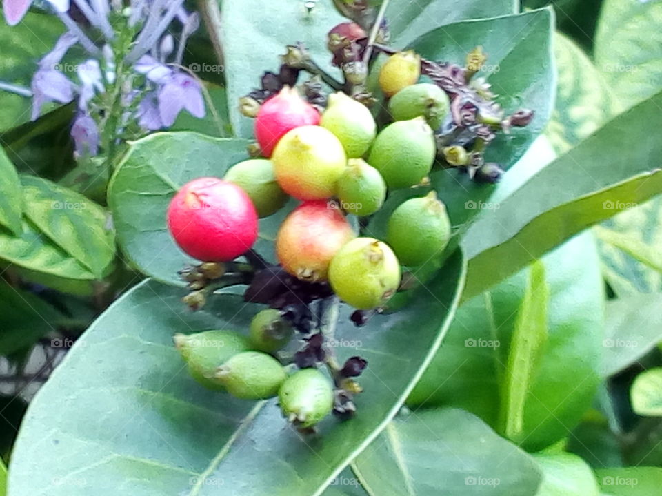 Flower buds