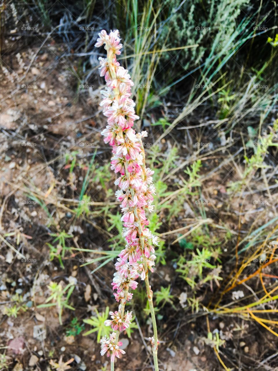 Pink flower