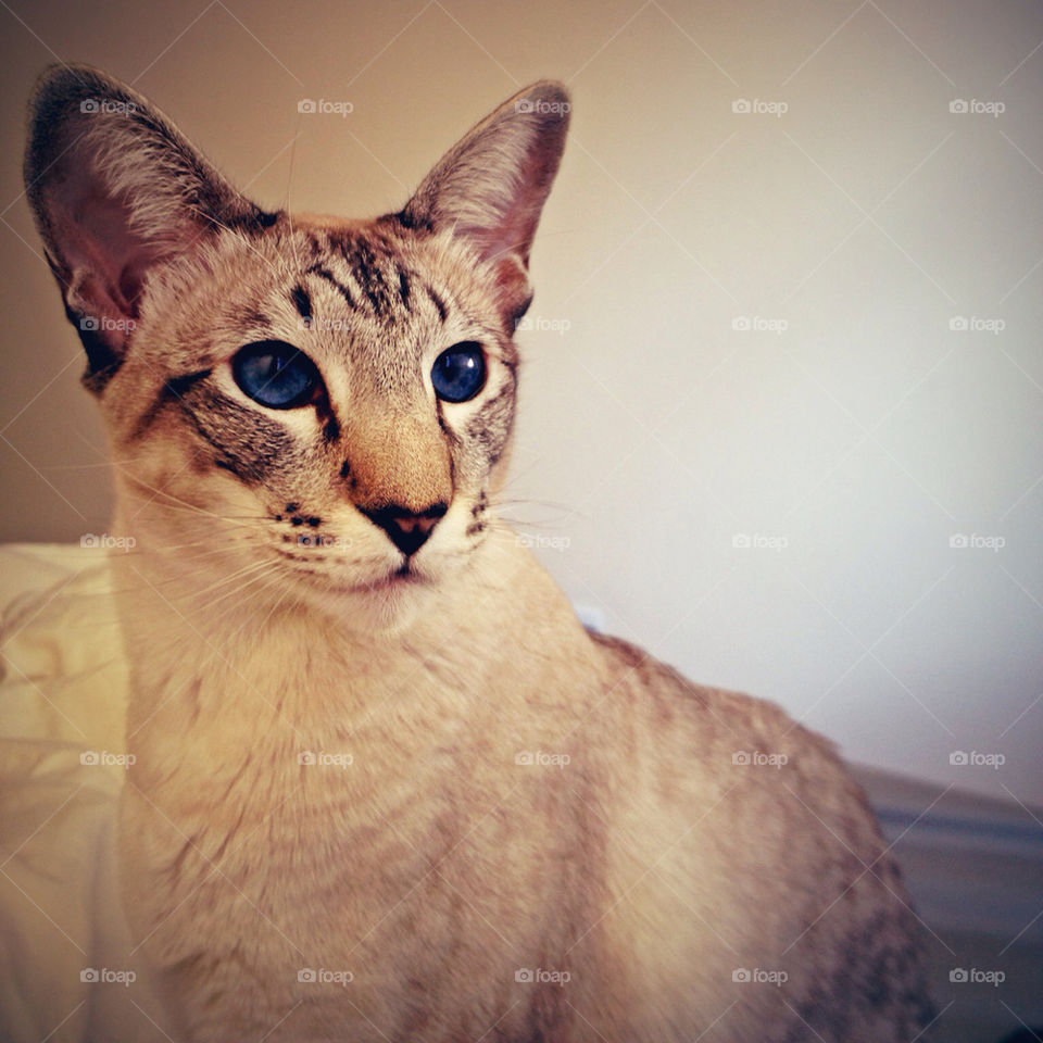 new york ocean newyork cat by deemaabd