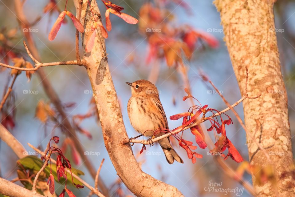 Yellow-rumped warbler