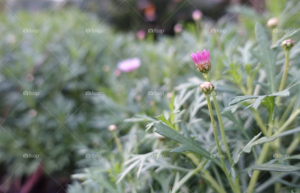 Buds of pink flowers in the park.
