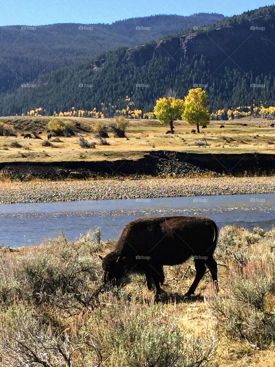 Buffalo  grazing by the stream with mountains in background in Montana on beautiful day.