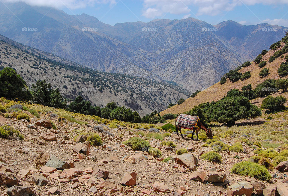 Donkey and mountains. we came across this resting donkey during our trek. I was envious of those who had one to carry their bags..