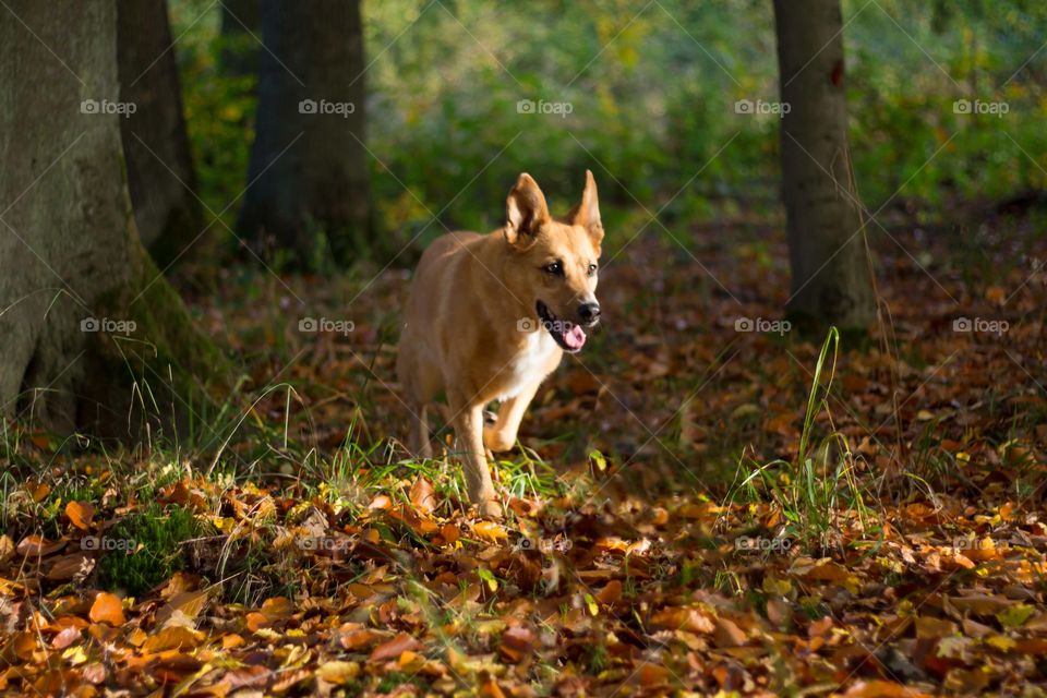 Dog is walking through fall leaves covered wood 