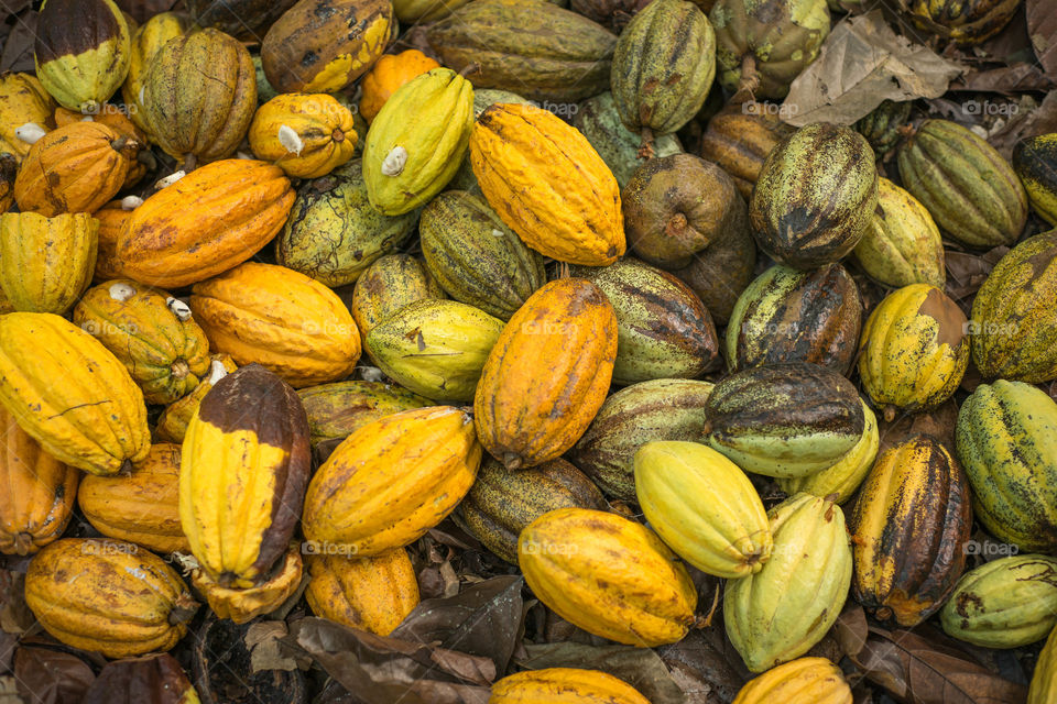 Cocoa pods ready to be opened . Cocoa pods are piled up ready to be opened and the pulp and beans extracted for processing into chocolate. 