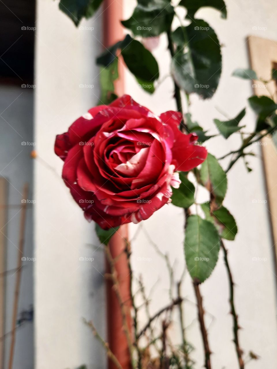 November rose