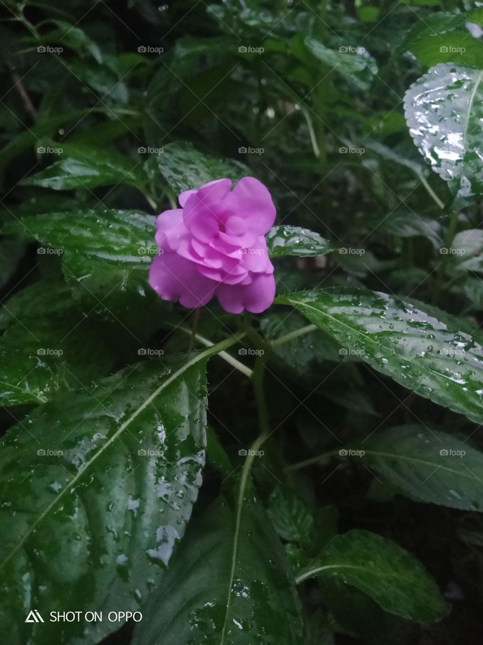 beautiful flower in plant tree naturel pink coller