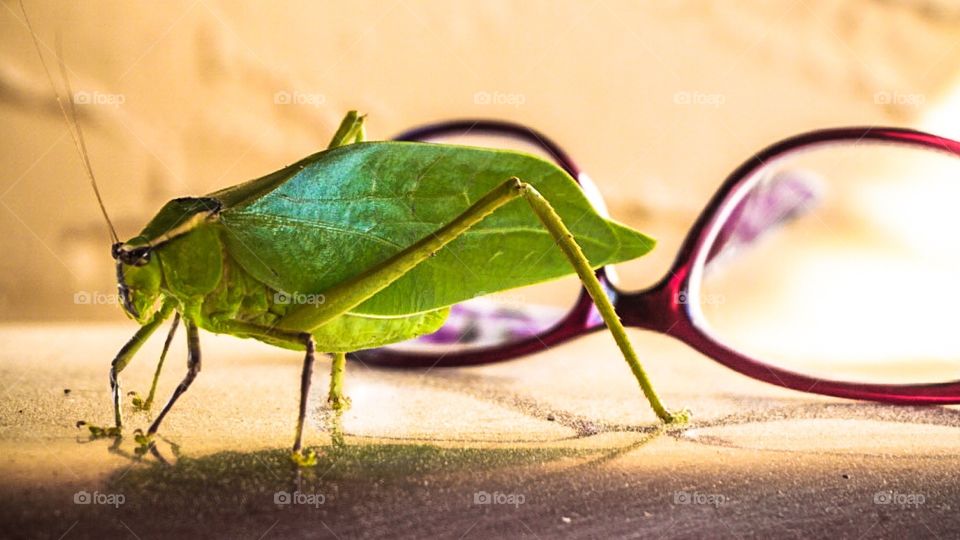 A large green Giant Kadydid ( leaf eater) sits in front of some purple reading glasses. 