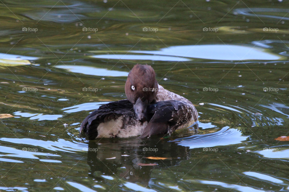 Bird - Pochard duck swimming and staring - and