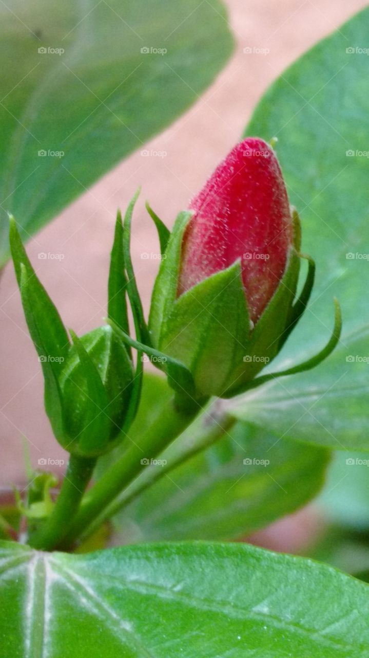 Bud