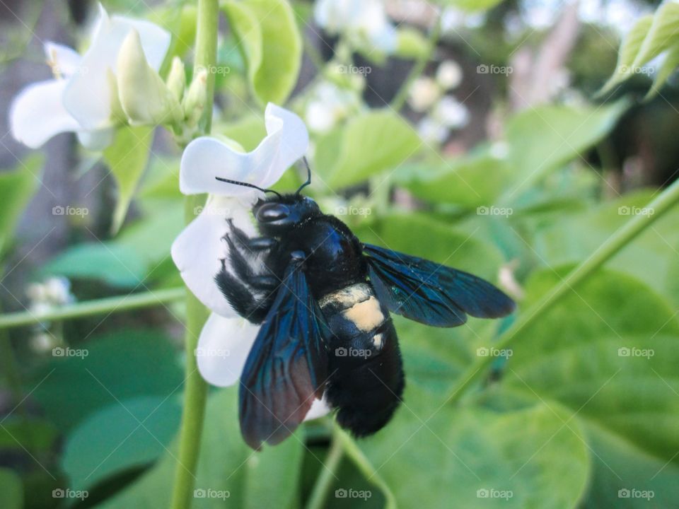 Carpenter Bee at work