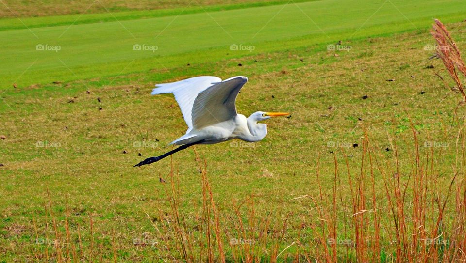 Egret in flight 
