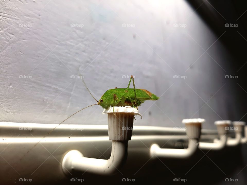 a grasshopper sitting in the hanger