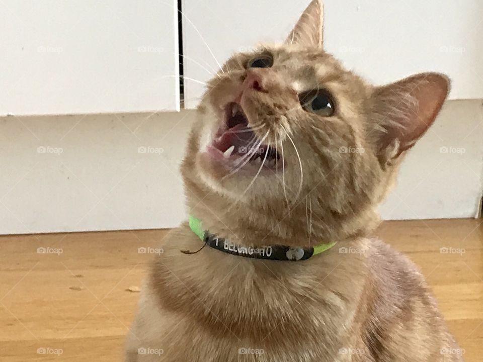 Excited ginger cat playing and smiling
