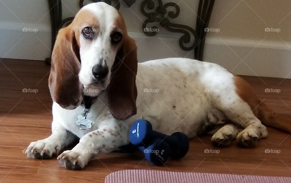 The Exercising Bassett