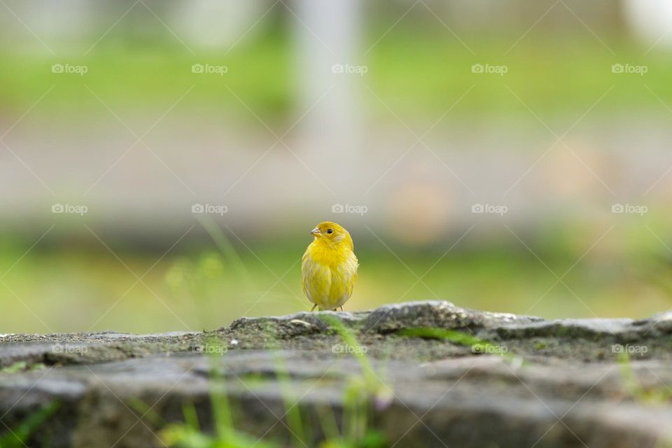 Yellow bird.