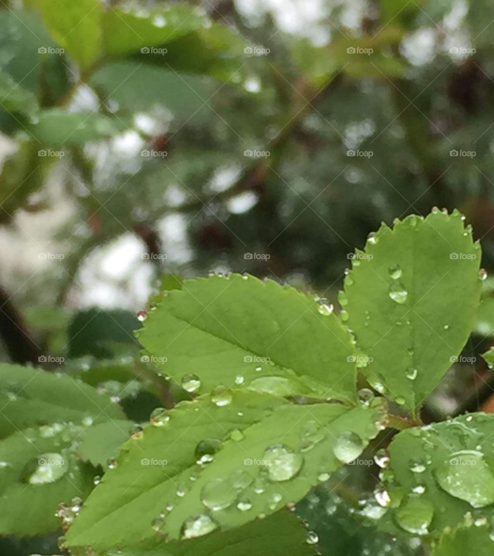 Tree leaves with raindrops