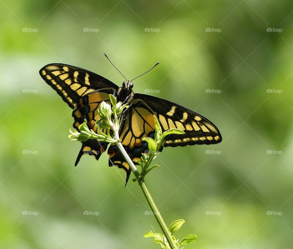 Swallowtail butterfly