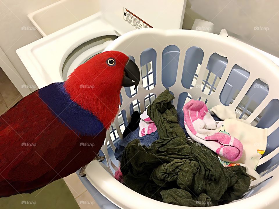 Sadie the Parrot helping with chores.