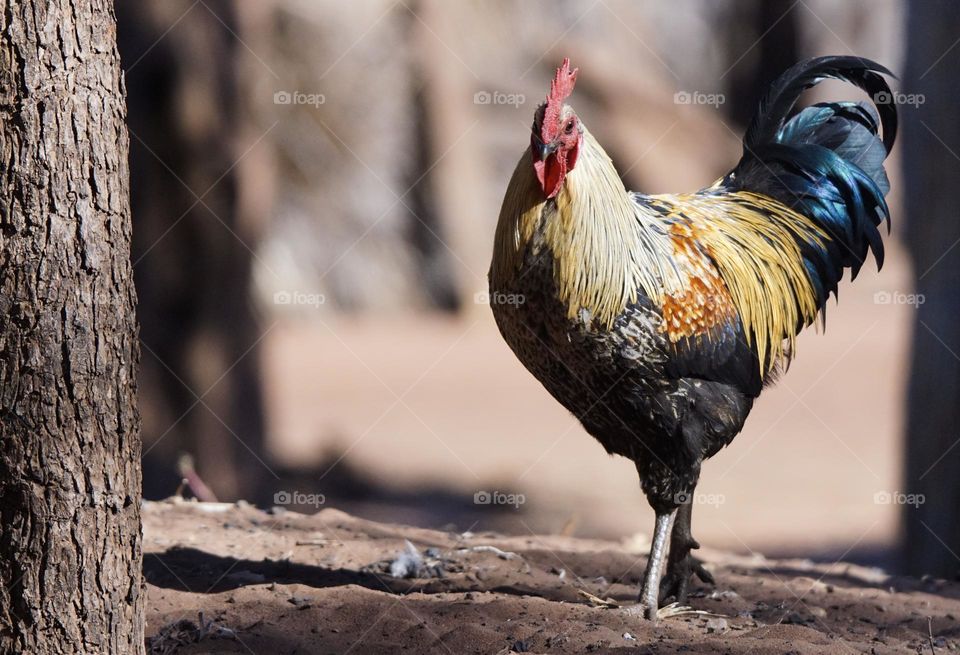 Chicken in Zambia