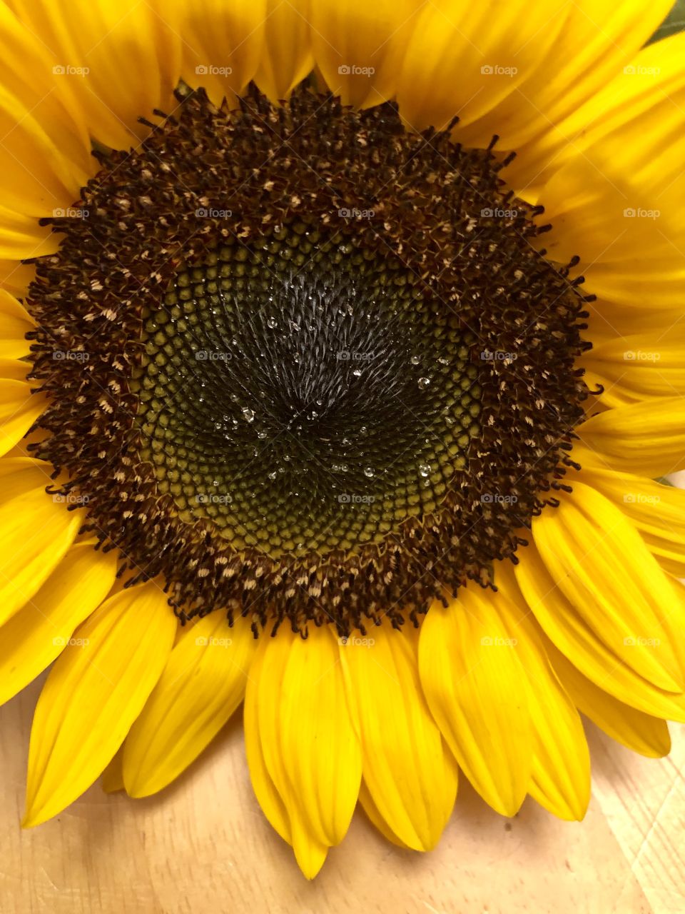 Sunflower closeup 