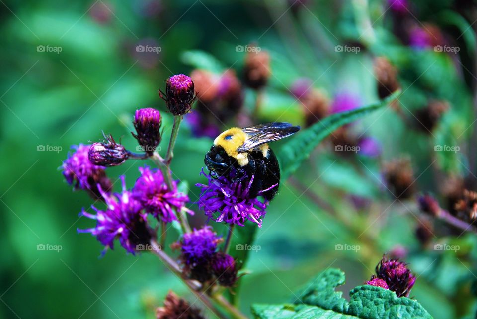 Collecting nectar 