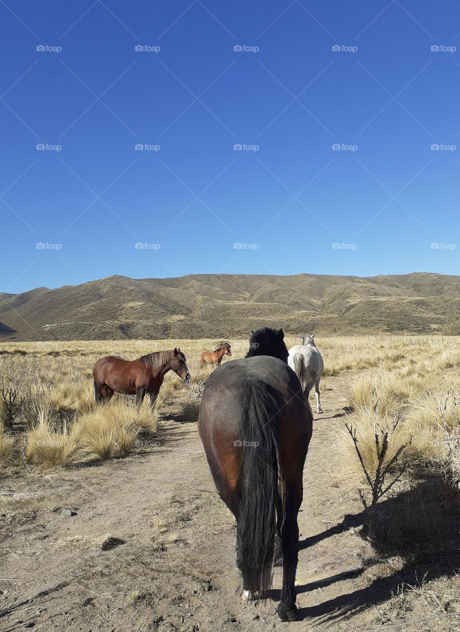 libres en la pradera