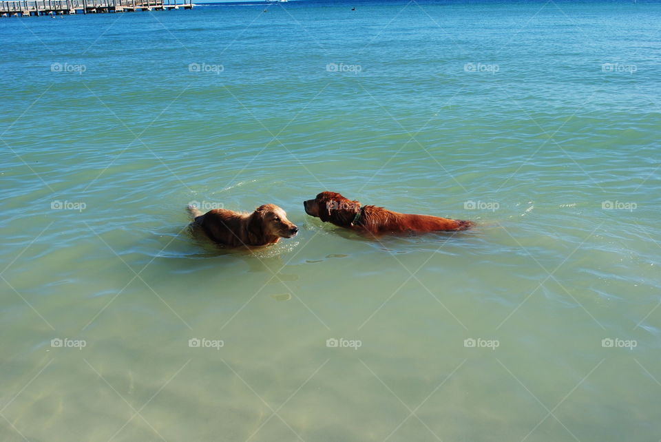 Dogs swimming in the water at the beach in Key West, Florida