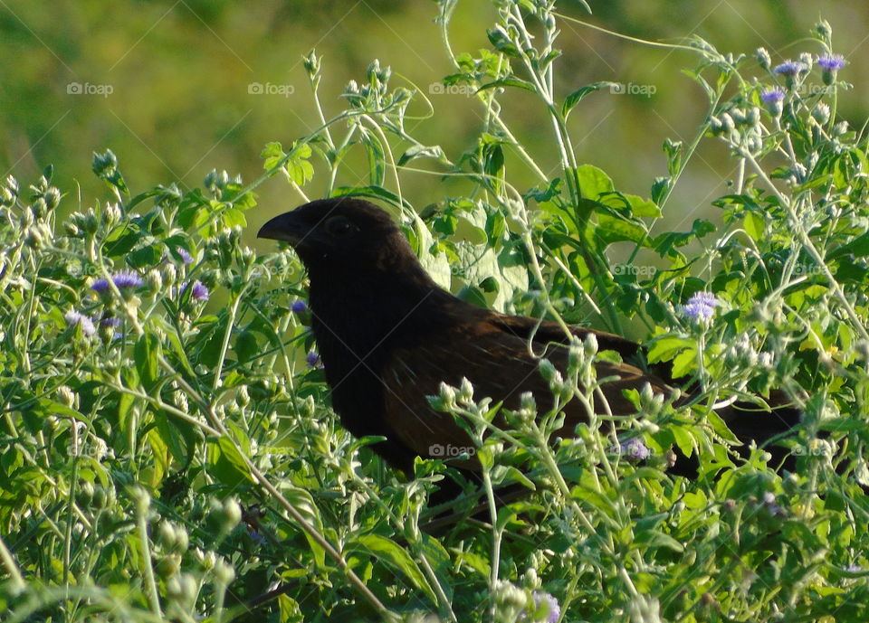 Lesser coucal. Adult interest of darken head until throat , and old brown of the body wings. Dryng for the long at the bushes of side the crown field.