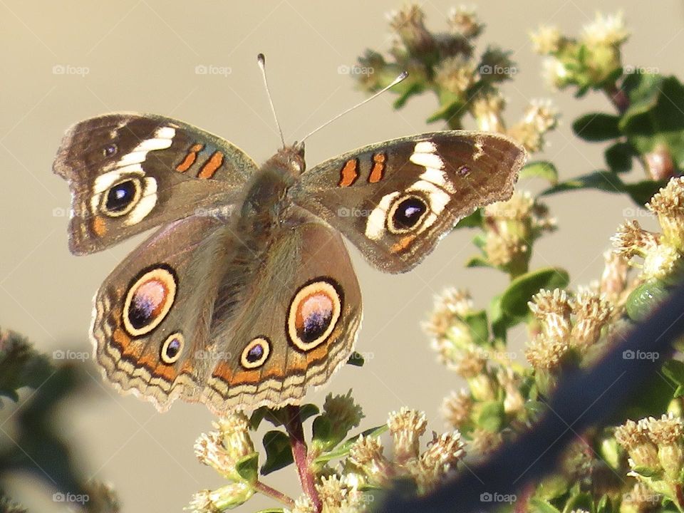 Common Buckeye Butterfly 