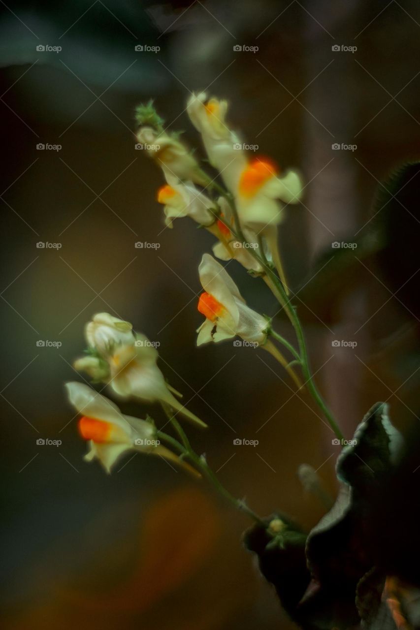 Flower Antirrhínum (dragon flowers, snapdragons and dog flower)