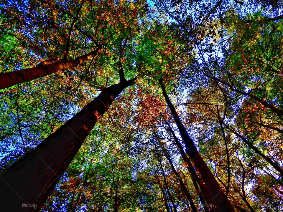 Fall in the forest makes you look up. 