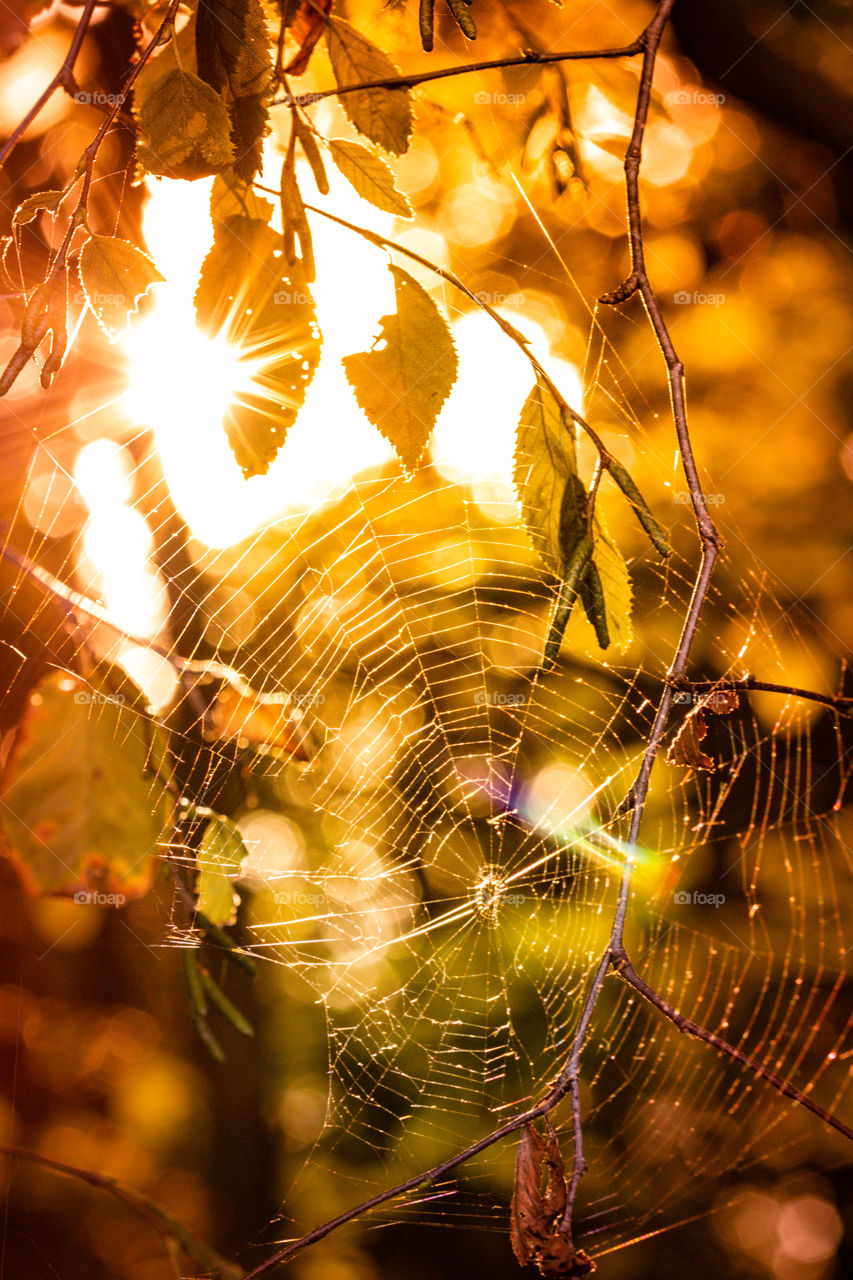 Spider web caught in the Autumn leaves