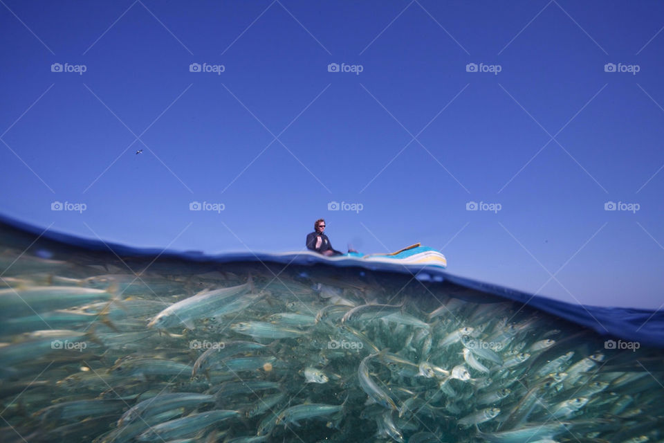 Sardines under the boat