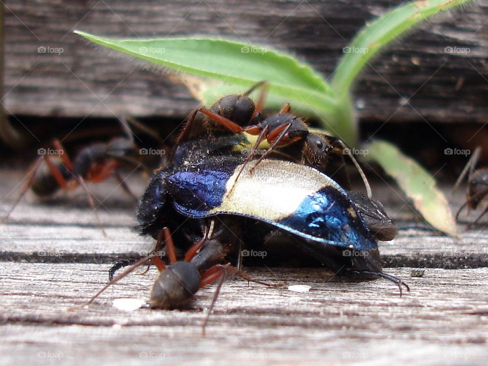 Close-up of insect on bug