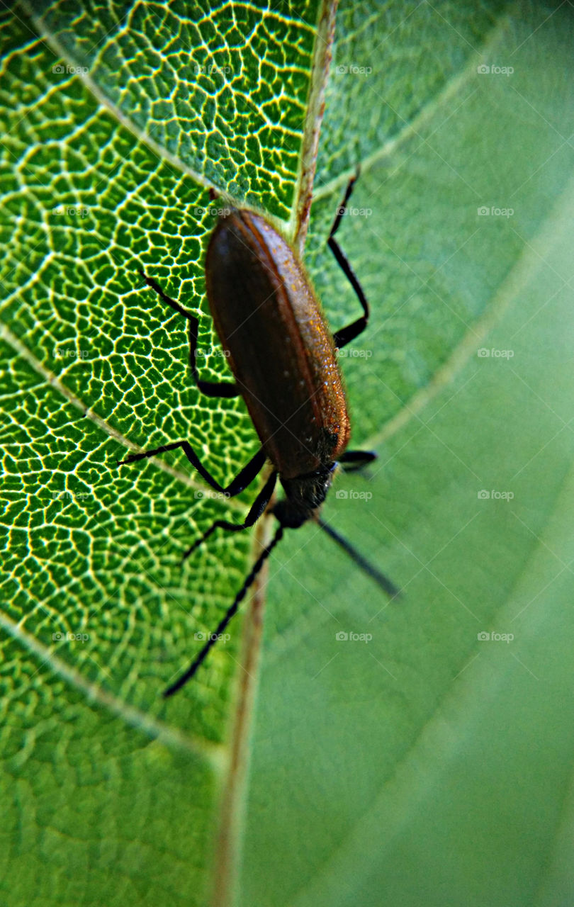 Picture taken with my smartphone and macro lens.