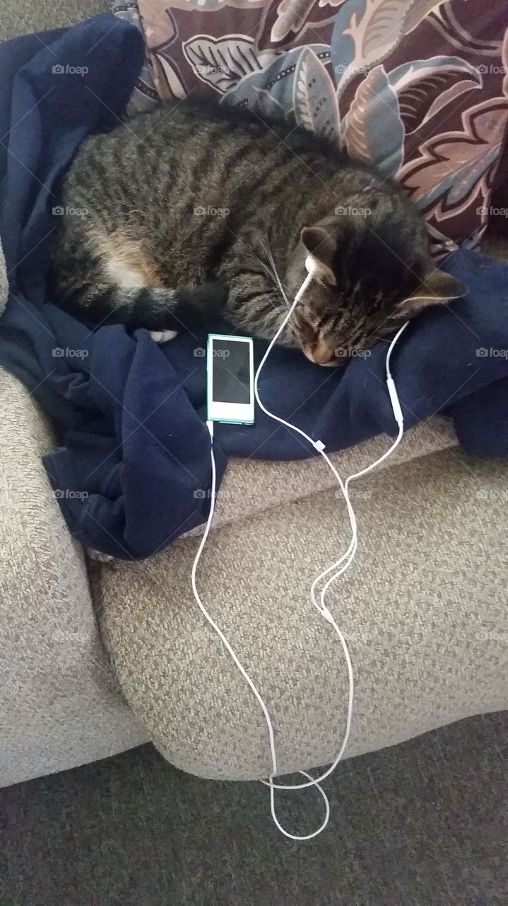 Sleeping Musical Cat