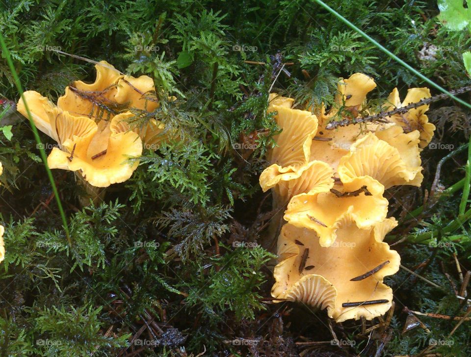 chantarelles