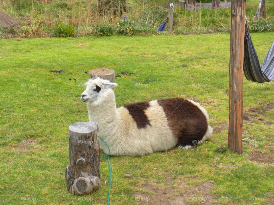 Alpaca in Peru