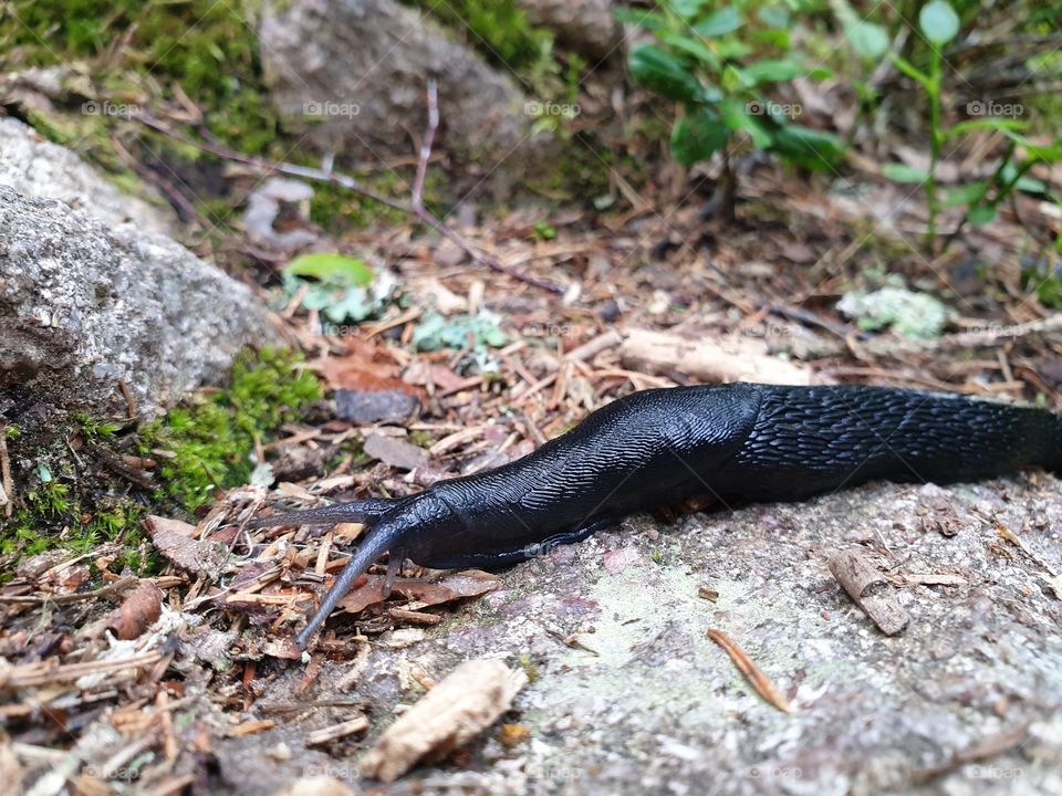 A black snail in a swedish forest.