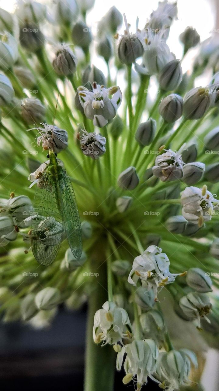 onion and insect flowers