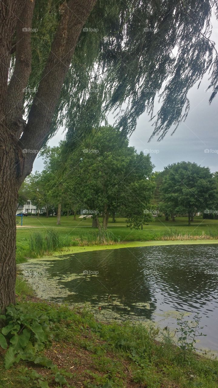 Weeping Willow Beside Pond