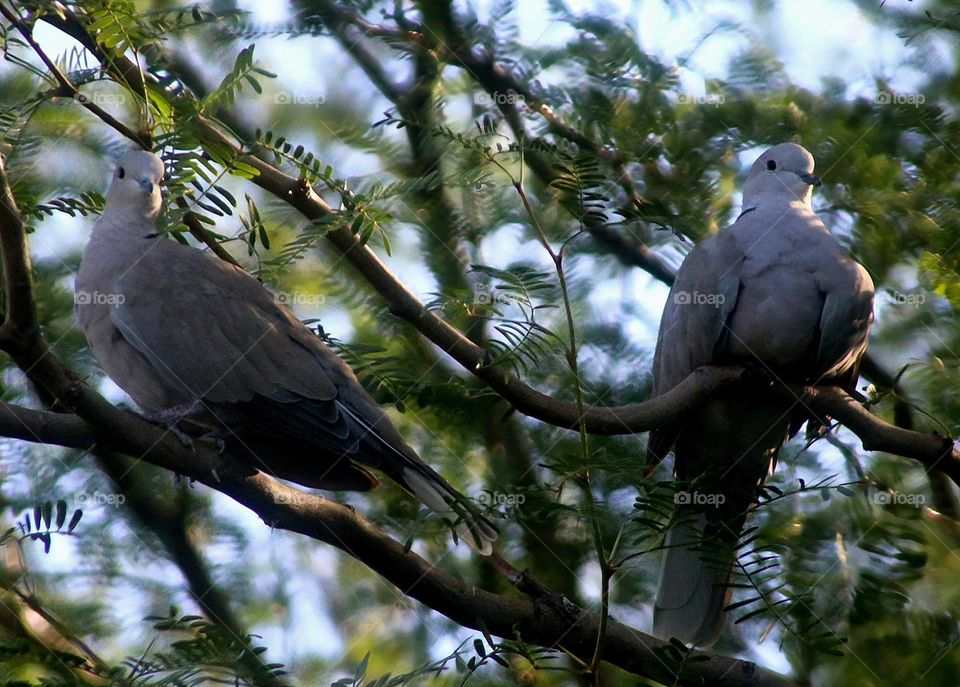 Two Doves in a Tree