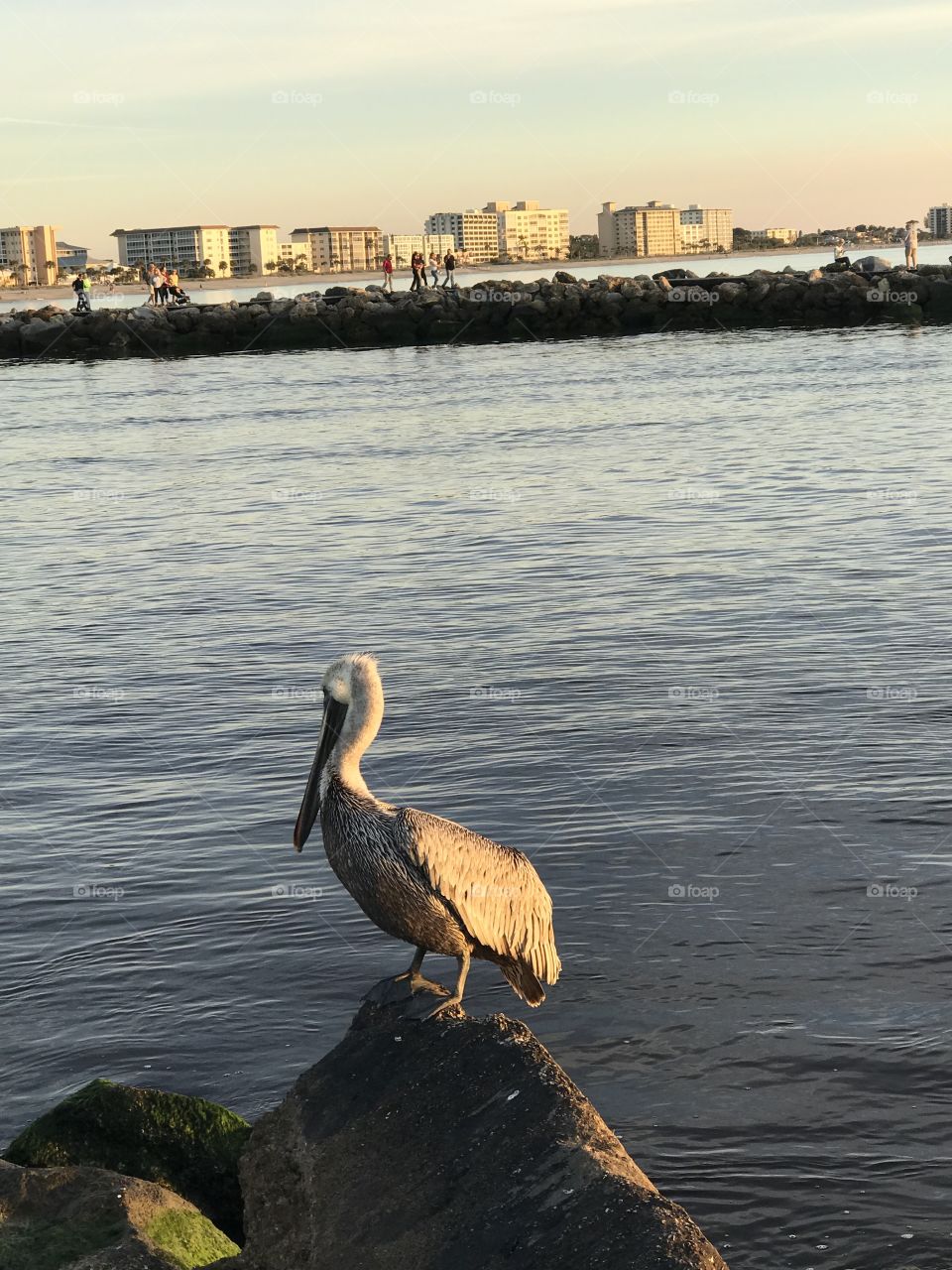 Pelican on the rock by the water