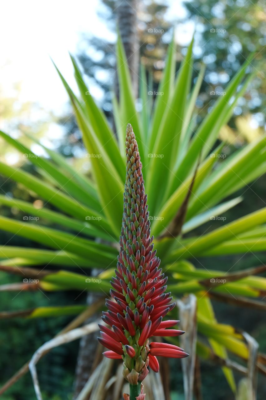 Red Aloe Candlelabra, a kind of succulent flowering plant