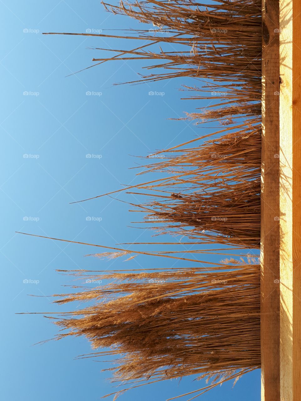 Orange bulrush at the blue sky background