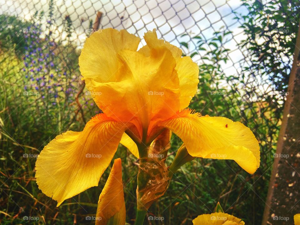 yellow irises in the garden