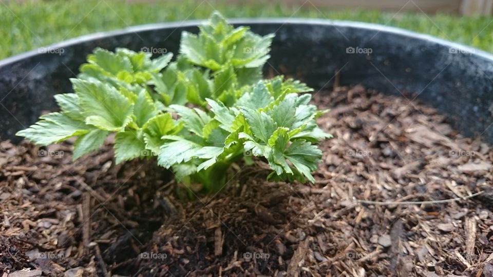 growing celery in a pot