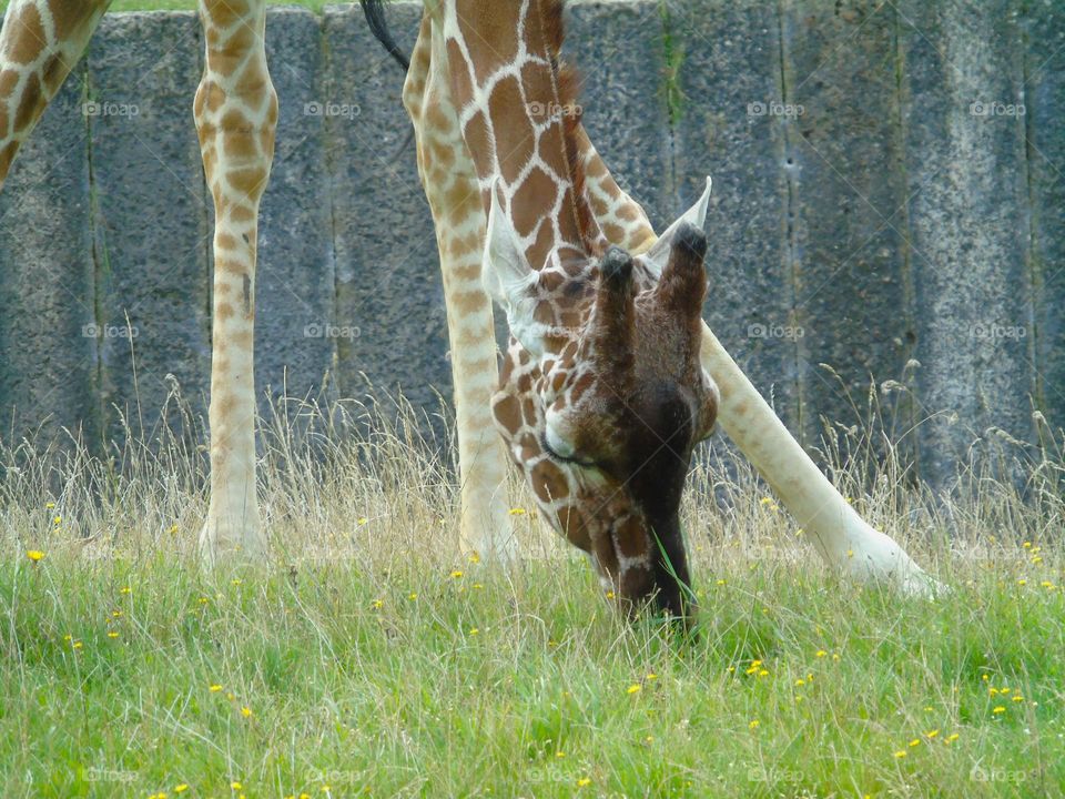 Giraffe eating grass, Banhan Zoo, UK