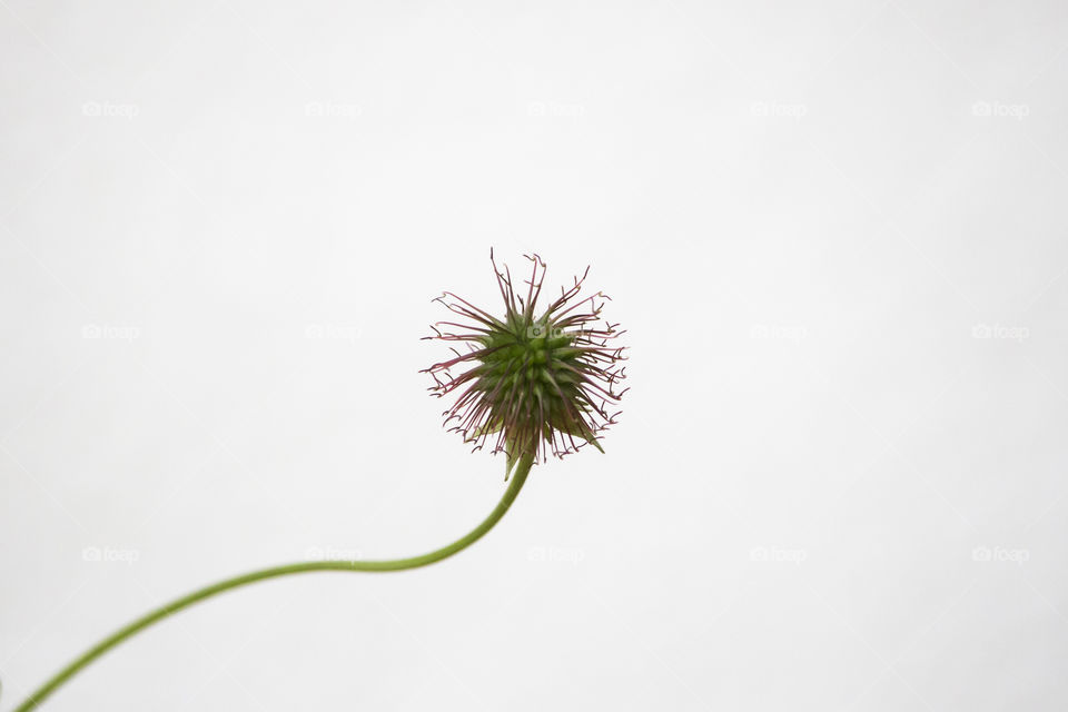 Minimalistic snaps, flower 